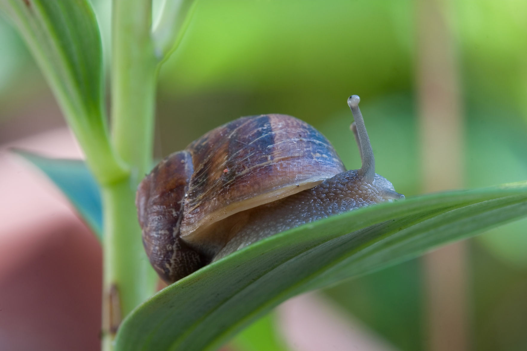 Master Gardeners of Napa County: Slugs and snails love spring